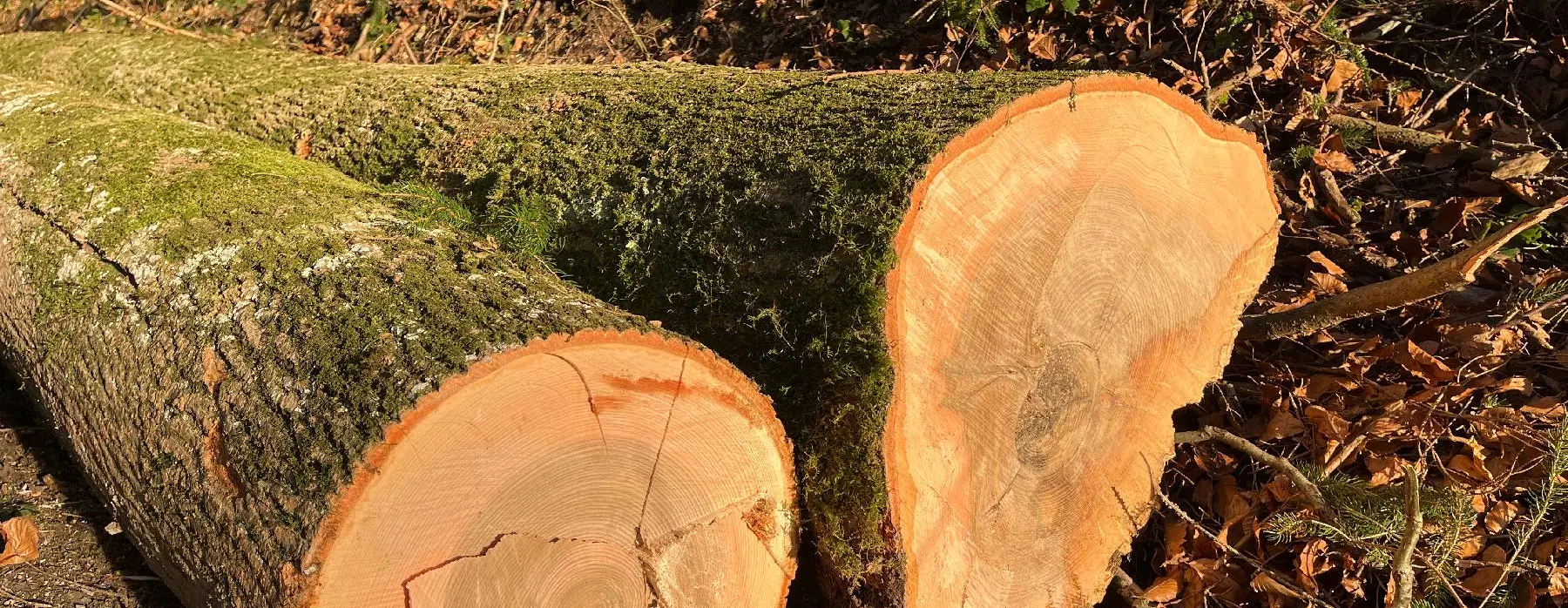Esche als Brennholz